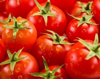 Уральские ученые разрабатывают уникальный сорт томатов