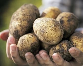 В России ввели новый ГОСТ на картофель