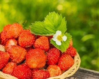 В Балаково прошел Фестиваль клубники