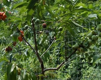 Дерево, которое дает 40 различных плодов