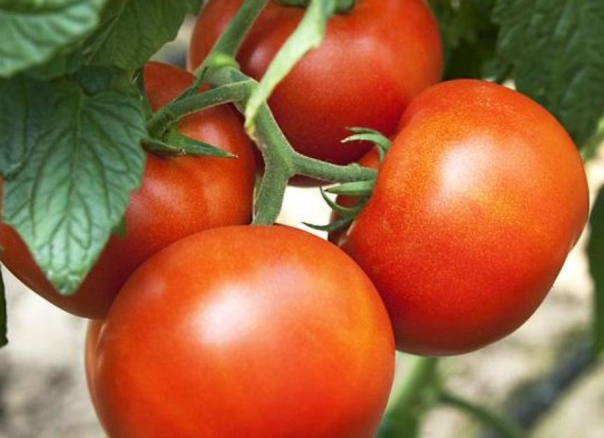 Гибрид томата и картофеля стал овощем года 2018 в Австрии