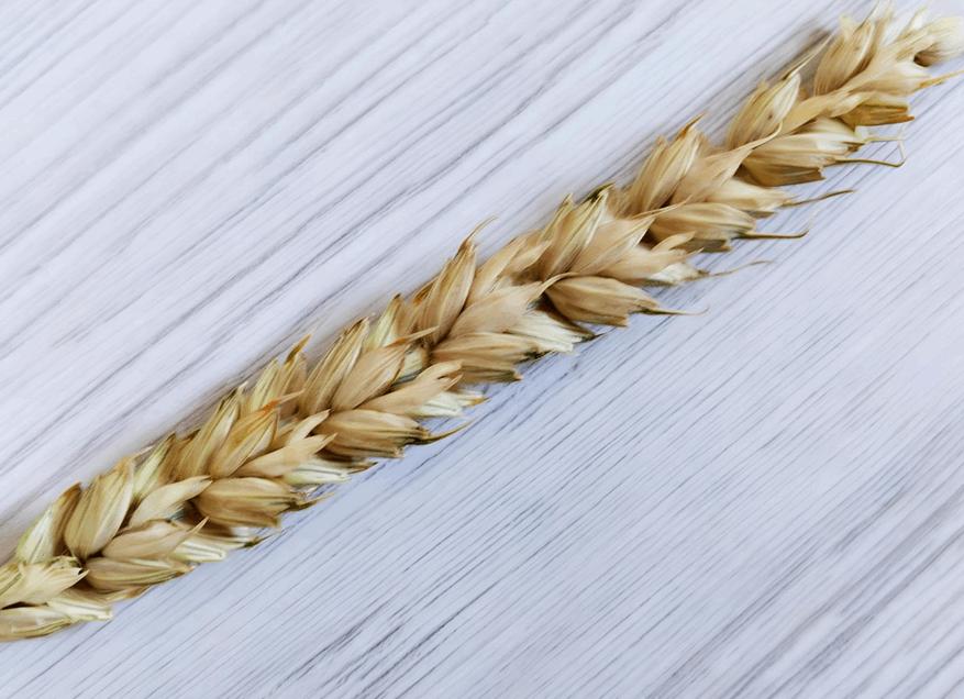 Ученые вывели новый сорт пшеницы с высоким содержанием клетчатки