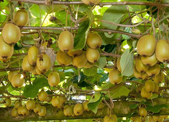 Новозеландский красный киви появится в продаже через несколько лет